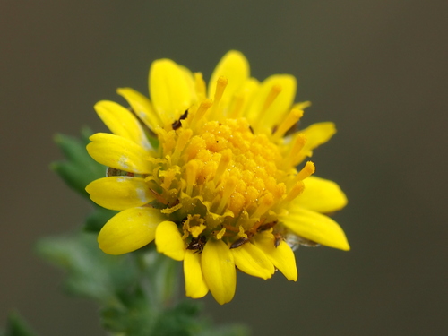 Photo by no rights reserved, uploaded by 葉子 — iNaturalist, CC0 Chrysanthemum