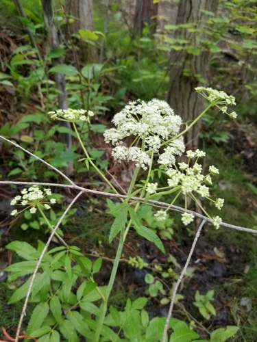 Photo by no rights reserved, uploaded by Megan Blackmore — iNaturalist, CC0 Spotted Water Hemlock