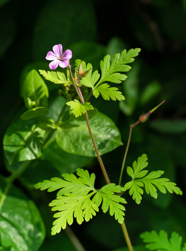 Photo by W.carter, no known copyright restrictions (public domain) — iNaturalist, Public domain Water Hemlock