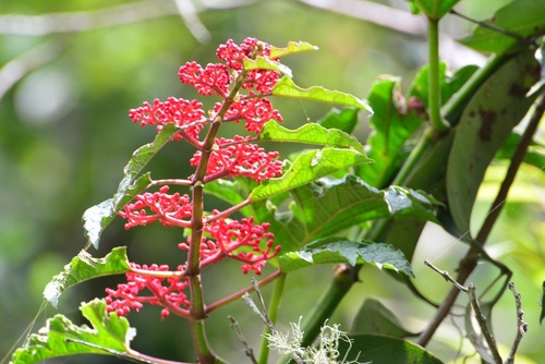 Photo by (c) Neptalí Ramírez Marcial, some rights reserved (CC BY), uploaded by Neptalí Ramírez Marcial — iNaturalist, CC BY Rex Begonia Vine