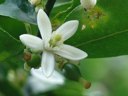 Photo by (c) Forest & Kim Starr, some rights reserved (CC BY) — iNaturalist, CC BY Lime