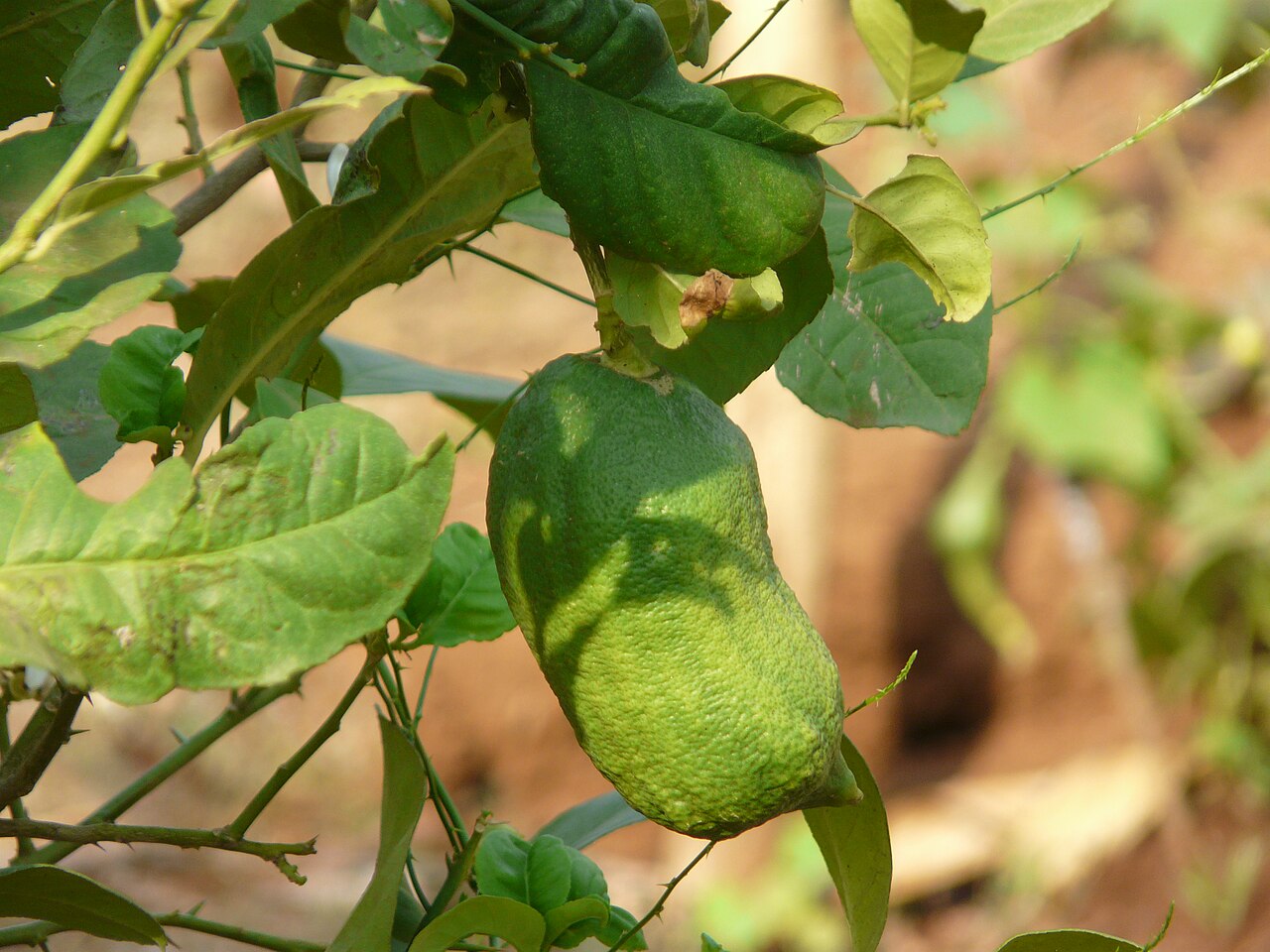 Photo by Dinesh Valke from Thane, India — Wikimedia Commons, CC BY-SA 2.0 Lemon