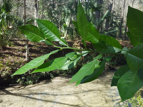 Photo by (c) Alex Abair, some rights reserved (CC BY), uploaded by Alex Abair — iNaturalist, CC BY Sweet Orange