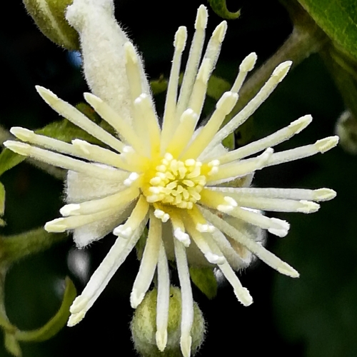 Photo by (c) Gianni Del Bufalo bygdb, some rights reserved (CC BY), uploaded by Gianni Del Bufalo bygdb — iNaturalist, CC BY Clematis