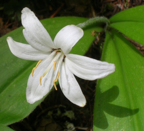 Photo by (c) J Brew, some rights reserved (CC BY-SA) — iNaturalist, CC BY-SA Queen's Cup