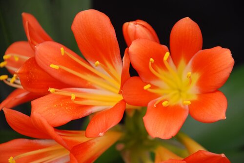 Photo by (c) Jarek Zok, some rights reserved (CC BY) — iNaturalist, CC BY Clivia