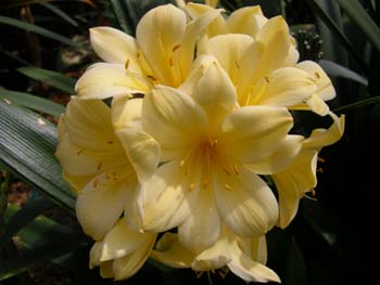 Photo by LiquidGhoul at English Wikipedia — Wikimedia Commons, CC BY-SA 3.0 Clivia Lily