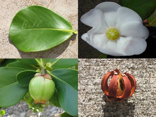 Photo by Wmpearl, no known copyright restrictions (public domain) — iNaturalist, Public domain Autograph Tree