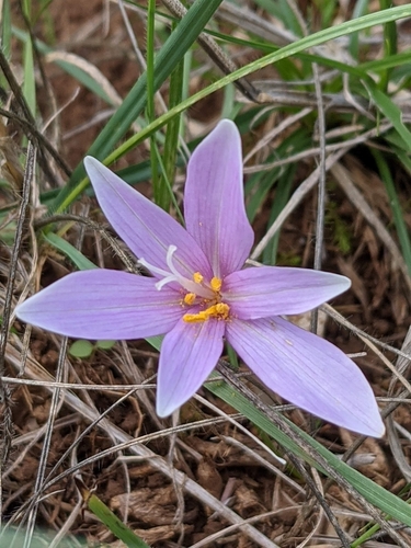 Photo by (c) Denis Bastianelli, some rights reserved (CC BY), uploaded by Denis Bastianelli — iNaturalist, CC BY Autumn Crocus
