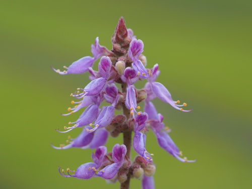 Photo by no rights reserved, uploaded by 葉子 — iNaturalist, CC0 Cuban Oregano
