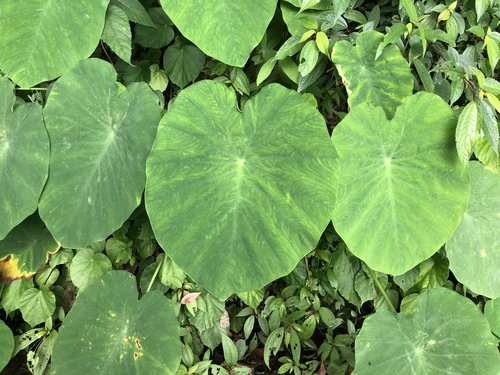 Photo by (c) Cheng-Tao Lin, some rights reserved (CC BY), uploaded by Cheng-Tao Lin — iNaturalist, CC BY Elephant Ears