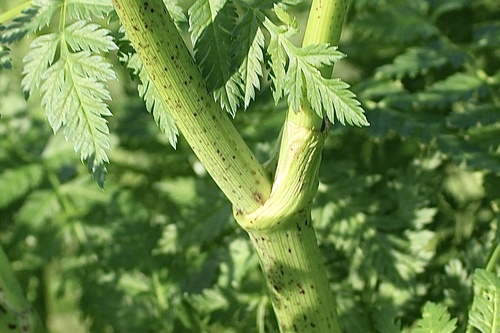 Photo by (c) L.J. Lamera, some rights reserved (CC BY), uploaded by L.J. Lamera — iNaturalist, CC BY Poison Hemlock