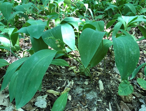 Photo by no rights reserved, uploaded by Vladimir — iNaturalist, CC0 Lily of the Valley