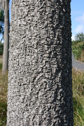 Photo by Kahuroa, no known copyright restrictions (public domain) — iNaturalist, Public domain Giant Dracaena