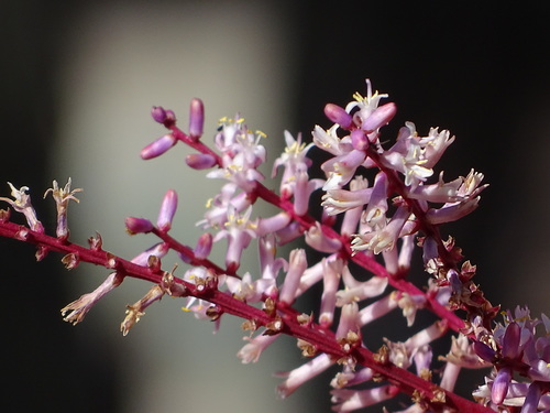 Photo by no rights reserved, uploaded by 葉子 — iNaturalist, CC0 Hawaiian Ti