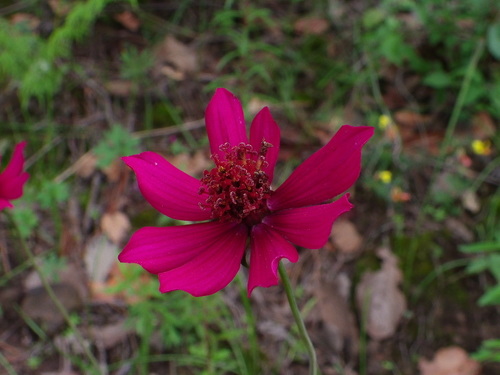 Photo by (c) Arturo Castro Castro, some rights reserved (CC BY), uploaded by Arturo Castro Castro — iNaturalist, CC BY Cosmos