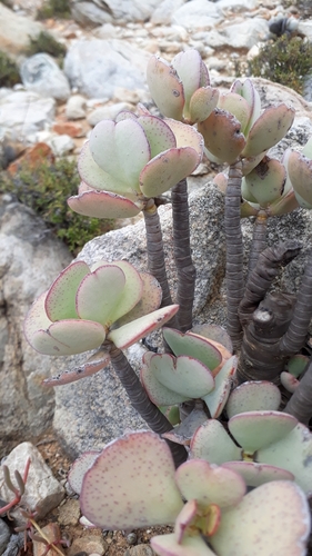 Photo by (c) Ian Webb, some rights reserved (CC BY), uploaded by Ian Webb — iNaturalist, CC BY Silver Dollar Plant
