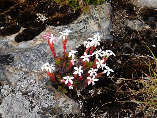 Photo by no rights reserved, uploaded by Klaus Wehrlin — iNaturalist, CC0 Jade Plant