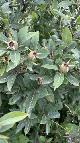 Black Hawthorn