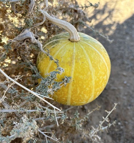 Banana Squash — (c) Henrik Kibak, some rights reserved (CC BY), uploaded by Henrik Kibak