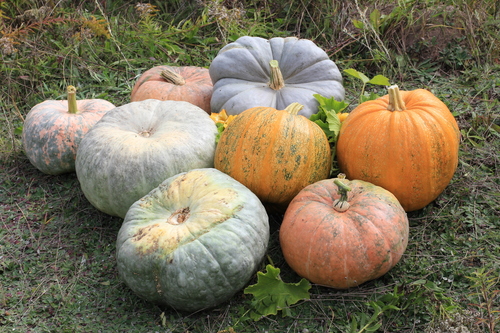 Acorn Squash — George Chernilevsky, no known copyright restrictions (public domain)