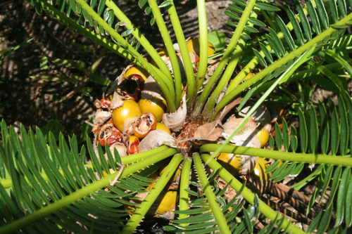 Photo by (c) Oleg Kosterin, some rights reserved (CC BY), uploaded by Oleg Kosterin — iNaturalist, CC BY Cycads
