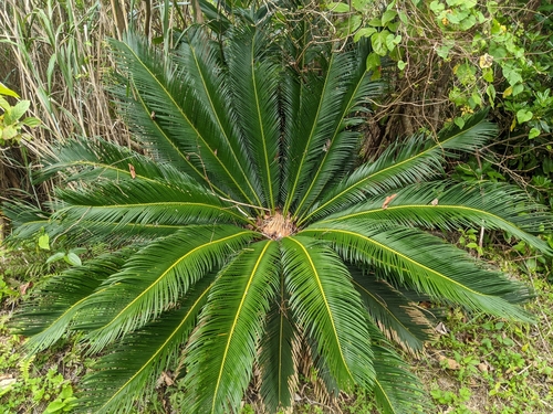 Photo by (c) Tzu-Neng Yuan, some rights reserved (CC BY), uploaded by Tzu-Neng Yuan — iNaturalist, CC BY Sago Palm