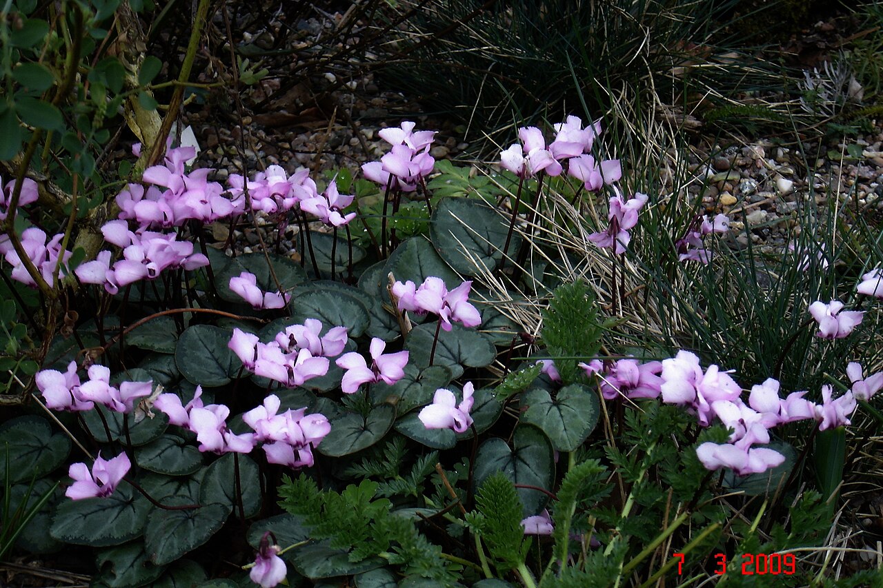 Photo by peganum from Small Dole, England — Wikimedia Commons, CC BY-SA 2.0 Cyclamen