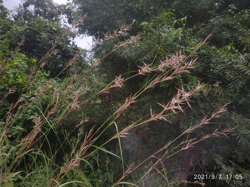 Photo by no rights reserved, uploaded by S.MORE — iNaturalist, CC0 Lemon Grass
