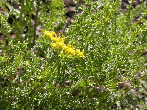 Photo by (c) Matt Lavin, some rights reserved (CC BY-SA) — iNaturalist, CC BY-SA Spring Parsley