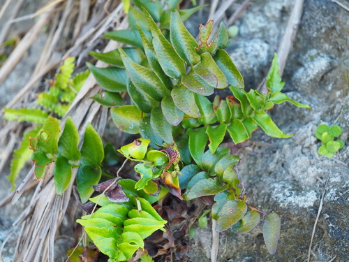 Photo by no rights reserved, uploaded by 葉子 — iNaturalist, CC0 Holly Fern