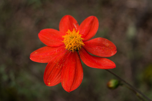 Photo by (c) Roberto Rodriguez, some rights reserved (CC BY), uploaded by Roberto Rodriguez — iNaturalist, CC BY Dahlia