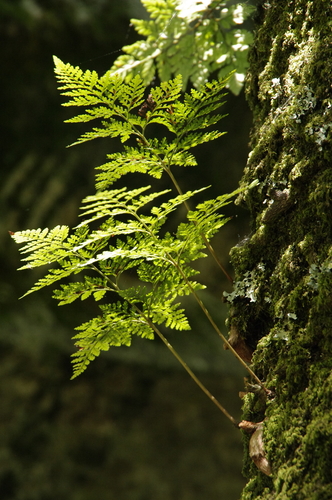 Photo by (c) Eric Knight, some rights reserved (CC BY), uploaded by Eric Knight — iNaturalist, CC BY Rabbit's Foot Fern