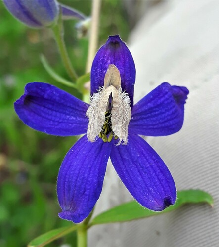 Photo by (c) Peter L Achuff, some rights reserved (CC BY), uploaded by Peter L Achuff — iNaturalist, CC BY Larkspur