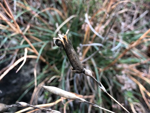 Photo by (c) Jason Grant, some rights reserved (CC BY), uploaded by Jason Grant — iNaturalist, CC BY Carnation