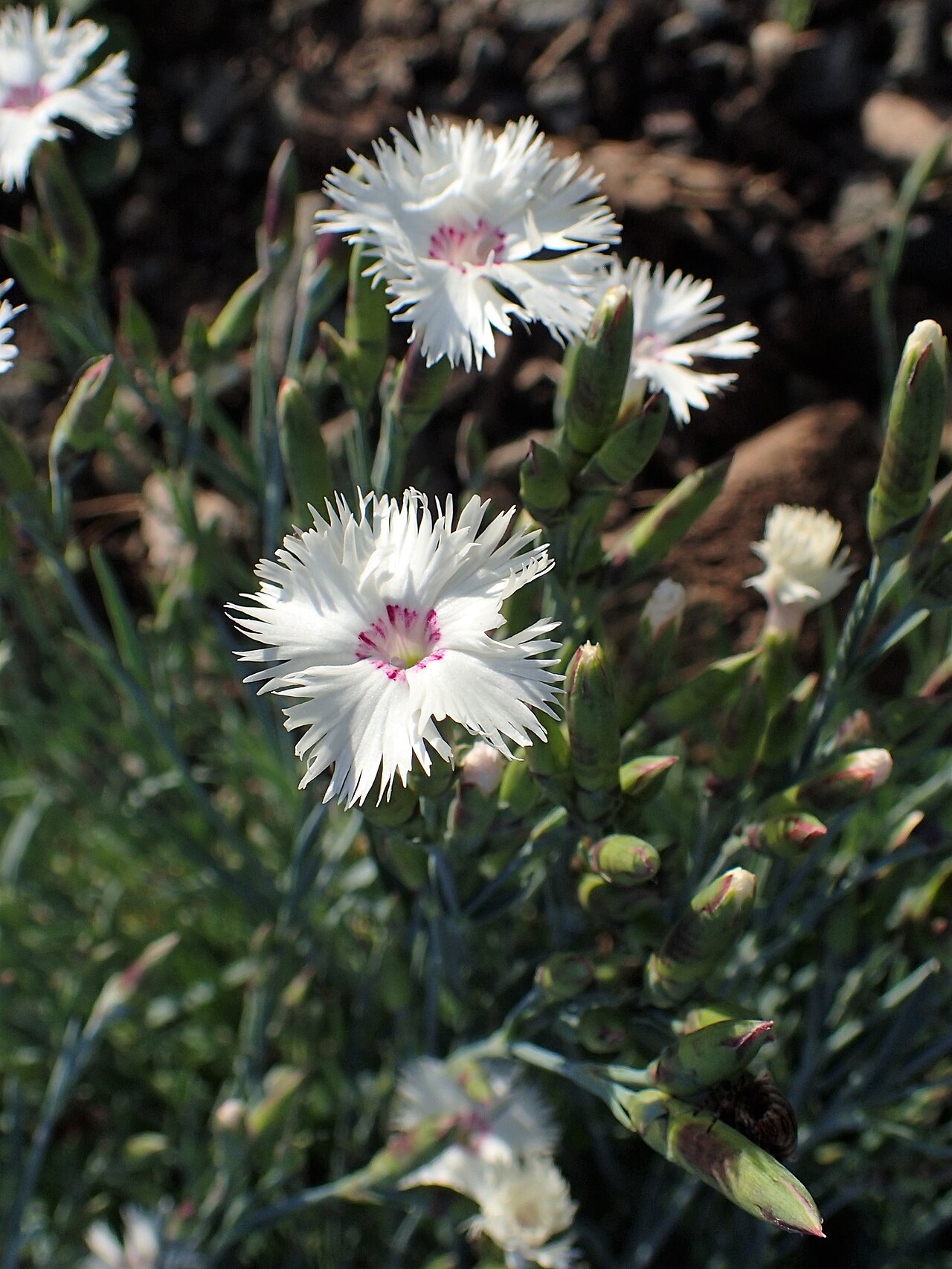 Photo by Krzysztof Ziarnek, Kenraiz — Wikimedia Commons, CC BY-SA 4.0 Dianthus