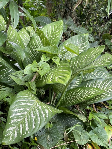 Photo by no rights reserved, uploaded by Jean-Paul Boerekamps — iNaturalist, CC0 Charming Dieffenbachia