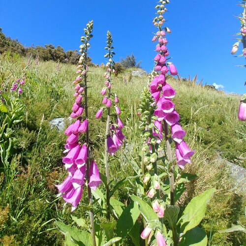 Photo by (c) nbasargin, some rights reserved (CC BY) — iNaturalist, CC BY Foxglove