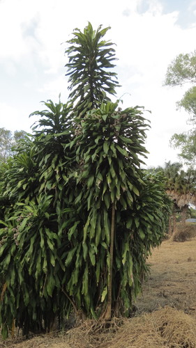 Photo by no rights reserved, uploaded by maryury — iNaturalist, CC0 Corn Plant