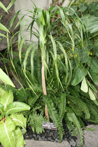 Photo by (c) Cliff, some rights reserved (CC BY) — iNaturalist, CC BY Dragon Tree