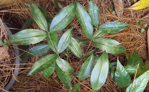 Photo by (c) alessandradalia, some rights reserved (CC BY-SA), uploaded by alessandradalia — iNaturalist, CC BY-SA Gold Dust Dracaena