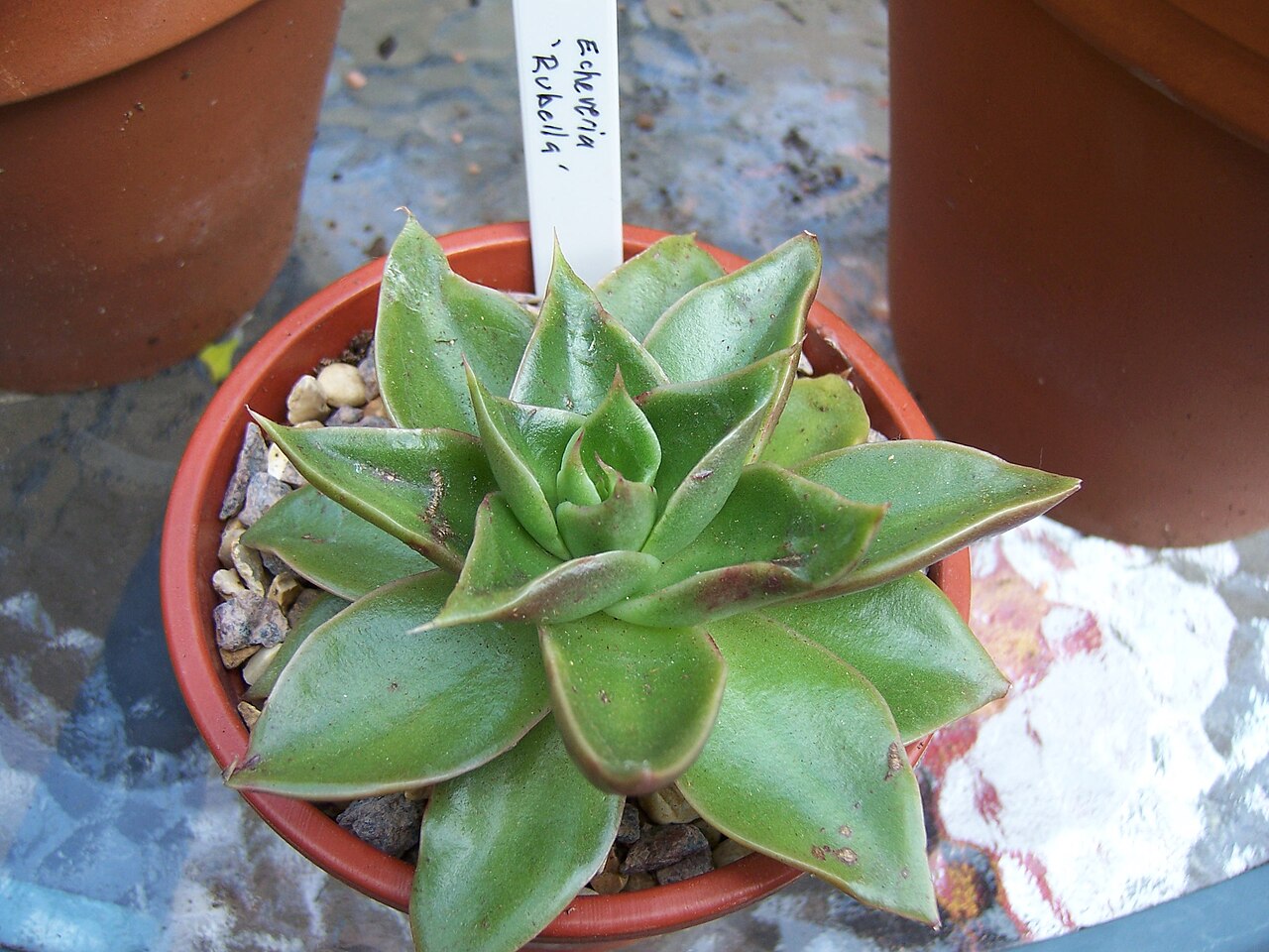 Blue Echeveria