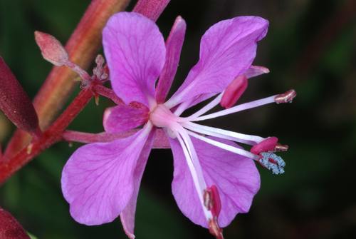 Photo by (c) Douglas Goldman, some rights reserved (CC BY-SA), uploaded by Douglas Goldman — iNaturalist, CC BY-SA Fireweed