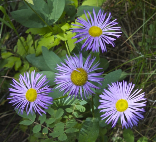 Photo by (c) Fluff Berger, some rights reserved (CC BY-SA), uploaded by Fluff Berger — iNaturalist, CC BY-SA Showy Fleabane