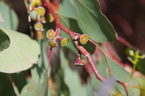 Photo by (c) Terra Occ, some rights reserved (CC BY), uploaded by Terra Occ — iNaturalist, CC BY Eucalyptus