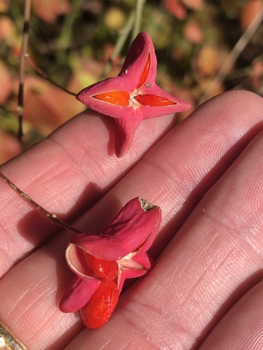 Photo by (c) Sam Kieschnick, some rights reserved (CC BY), uploaded by Sam Kieschnick — iNaturalist, CC BY Eastern Wahoo
