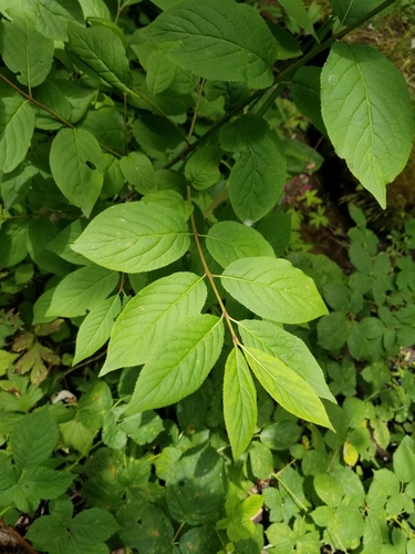Photo by no rights reserved, uploaded by Rod — iNaturalist, CC0 Wahoo