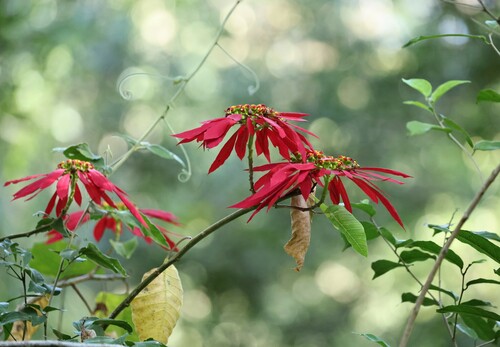 Photo by (c) nmoorhatch, some rights reserved (CC BY), uploaded by nmoorhatch — iNaturalist, CC BY Poinsettia