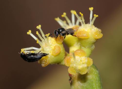 Photo by (c) Alan Manson, some rights reserved (CC BY), uploaded by Alan Manson — iNaturalist, CC BY Pencil Cactus
