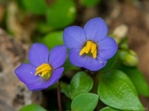 Photo by (c) Morten Ross, some rights reserved (CC BY), uploaded by Morten Ross — iNaturalist, CC BY Persian Violet